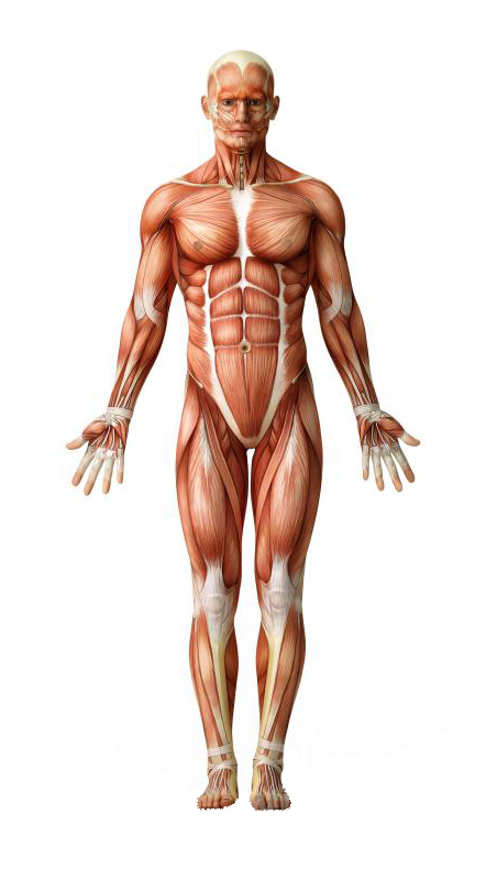 Posição Anatômica do Corpo Humano